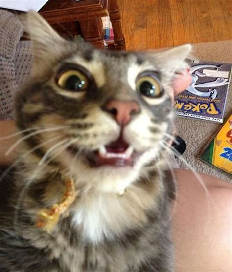 19 cats that love taking selfies cat selfie funny cats cats