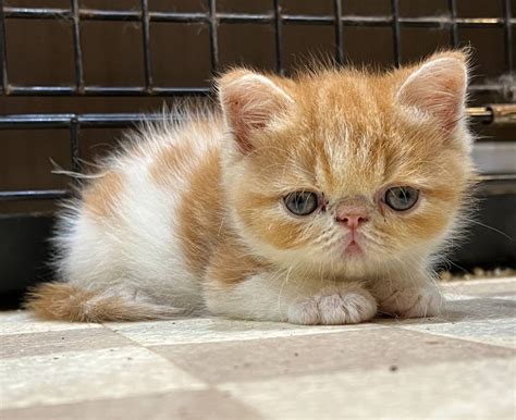 エキゾチックショートヘアの男の子 ブログ 福岡のブリーダーなら愛情深いオズキャット