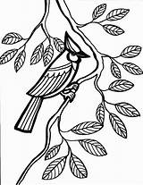 Jay Aves Coloriage Imprimer Oiseau Adults Coloringhome Nid Coloringkids Ad4 Everfreecoloring Imprimir Mandala sketch template