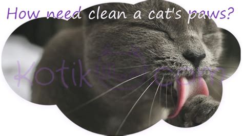 clean  cats paws    kotikmeow
