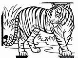 Tiger Coloring Printable Pages Getdrawings sketch template