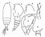 Afbeeldingsresultaten voor "gaetanus Kruppii". Grootte: 150 x 125. Bron: copepodes.obs-banyuls.fr