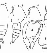 Afbeeldingsresultaten voor "gaetanus Inermis". Grootte: 165 x 185. Bron: copepodes.obs-banyuls.fr
