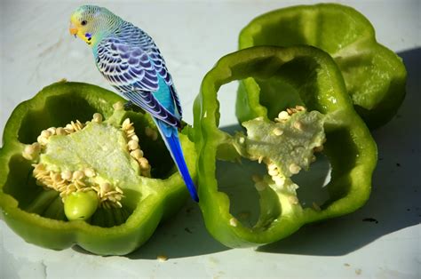 images bird food produce vegetable healthy budgie green pepper common pet parakeet