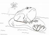 Pond Frog Coloring Pages Cute Printable Adults Kids sketch template