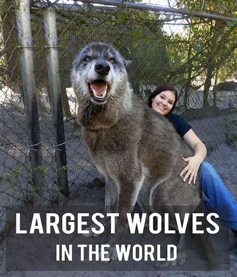 largest wolves   world hubpages