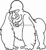 Kolorowanka Goryl Clipart Boyama Goril Izakowski Animals Dla Kitabi Ilustracja Stockowa Yayimages Kitap Ornek Karikatur Gumus sketch template