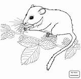 Coloring Dormouse Mouse Cute Drawing Pages Mice Getdrawings sketch template