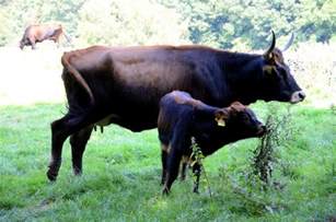 aurochs  extinct supercow coming   europe earthcom
