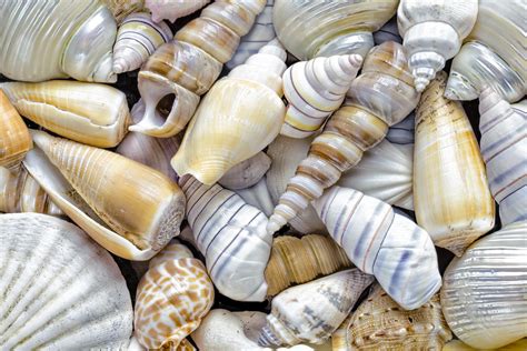 seashells  crafts    seashell