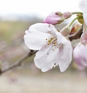 Image result for しずかの桜. Size: 174 x 185. Source: shashin-haiku.blog