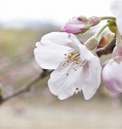 しずかの桜 に対する画像結果.サイズ: 176 x 185。ソース: shashin-haiku.blog