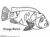 Cichlid Cichlids sketch template