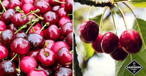 grow cherry trees  pits gardening channel