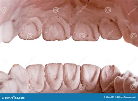 human teeth royalty  stock images image