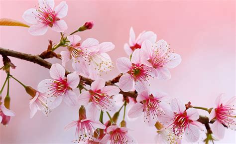 cherry blossom season victoria regent waterfront hotel suites