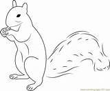 Squirrel Coloring Pages Coloringpages101 sketch template