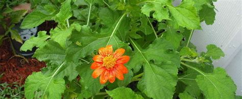 tithonia mexican sunflower tithonia rotundifolia goldfinger