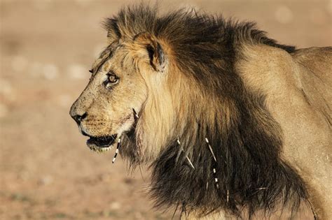 ギャラリー：人食いライオンの原因にも、実は怖いヤマアラシ 写真4点 ナショナルジオグラフィック日本版サイト