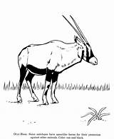 Oryx Coloring Pages Drawings Animal Drawing Animals Gemsbok Designlooter Wild Colouring Honkingdonkey Getdrawings Kids Identification 21kb 820px Choose Board sketch template