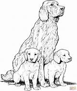 Labrador Cartoon Retriever Colorir sketch template