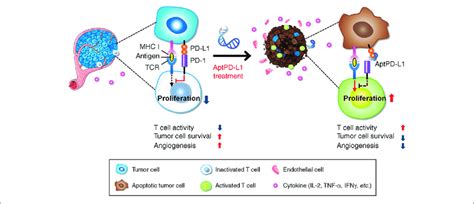 Aptpd L1 Can Inhibit The Pd1 Pdl1 Interaction And Weaken The