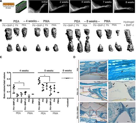 bone regeneration   critical size defect    doses   scientific diagram