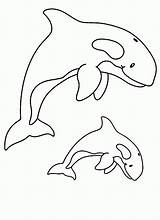 Orca Ausmalbilder Killer Malvorlagen Wal Baleine Animaux Ausdrucken Coloriage Nähen Coloriages sketch template