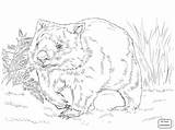 Wombat Drawing Getdrawings Kids Coloring Pages sketch template