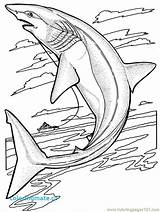 Megalodon Shark Coloring Pages Drawing Getdrawings sketch template