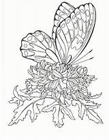 Vlinder Tekening Vlinders sketch template