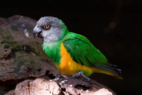 senegal parrot poicephalus senegalus exotic birds