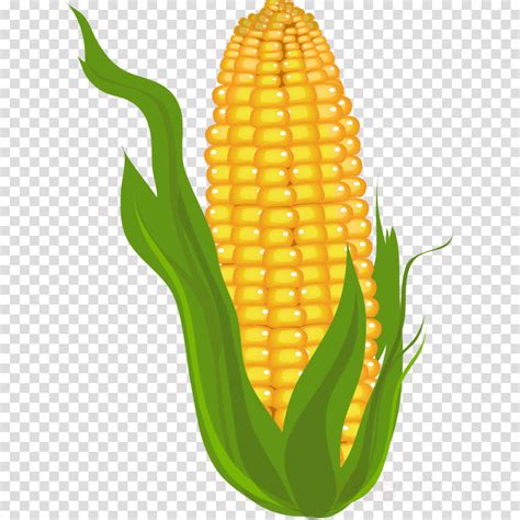 ideas  coloring printable corn
