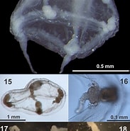 Afbeeldingsresultaten voor "proboscidactyla Mutabilis". Grootte: 183 x 185. Bron: www.researchgate.net