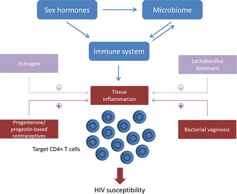 the sex hormone microbiome immune system axis in the female genital