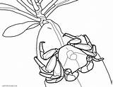 Mangrove Crab Tree Coloring sketch template