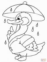Coloring Duck Umbrella Rain Ducks Pages Under Printable Outline Para Holding Boy Clipart Supercoloring Popular Categories Books Library Escolha Pasta sketch template