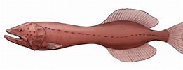 Afbeeldingsresultaten voor Cetostoma regani Geslacht. Grootte: 261 x 96. Bron: paleontology.sakura.ne.jp
