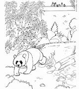 Panda Coloring Pages Bear Color Kids Animal Habitat sketch template