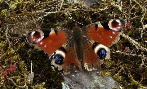 Alex And Bob`s Blue Sky Scotland Damsel Days Away With