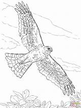 Hawk Ausmalbild Hawks Shinned Greifvogel Coopers Harris Silhouetten sketch template
