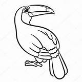 Toucan Tukan Oiseau Kolorowanki Getdrawings Toco Ilustracja Par Ptak sketch template