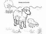 Lamb Coloring Sheep Pages Baby Lambs Sheet Kids Getcolorings Print Printable Getdrawings Search Color sketch template