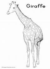 Giraffe Drawing Line Clipart Cliparts Coloring Library Colouring Animals Choose Board Favorites Add sketch template