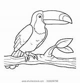 Coloring Toucan Pages Printable Cartoon Sheets Choose Board Bird sketch template