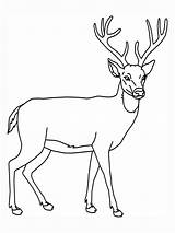 Deer Coloring Pages Kids Print Outline Native Thanksgiving sketch template