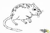 Gerbil Draw Coloring Drawingnow Step sketch template