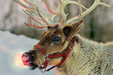 reindeer sidney visitors bureau