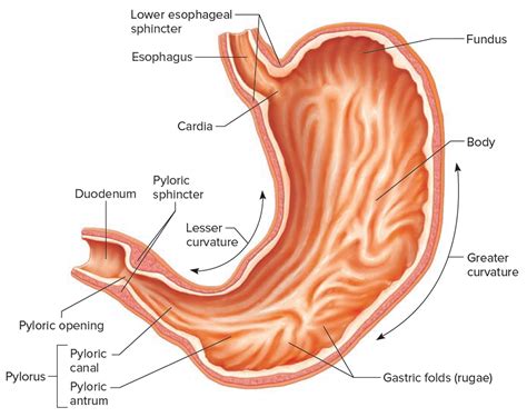 the stomach organs parts anatomy functions of the human stomach