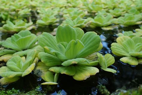 watersla  mosselplant invasieve exoten